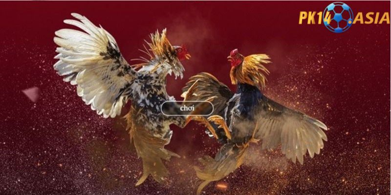 Luật chơi Đá gà PK14 bạn nên nắm rõ