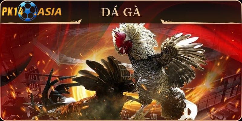 Các lề luật chấp trong Đá gà PK14 khác
